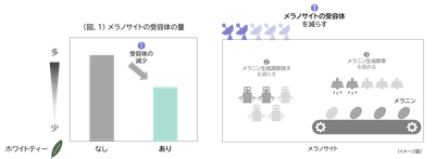 (図.1)メラノサイトの受容体の量