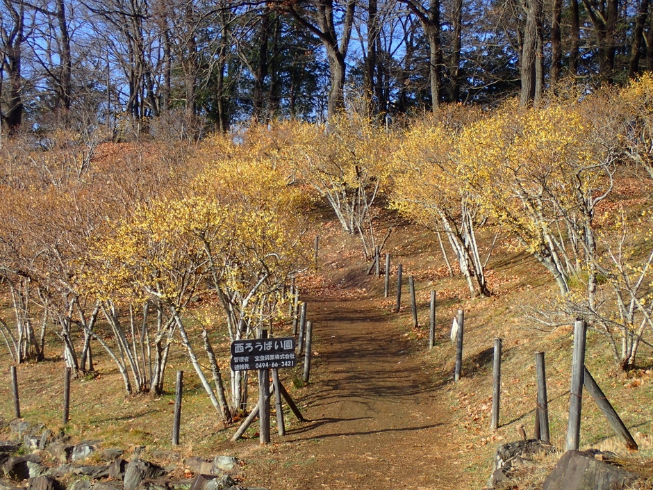 2020年1月8日現在のロウバイ開花状況