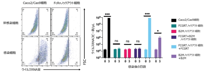 左図：胎児性Fc受容体のサブユニットをコードする遺伝子、FCGRTをノックアウトしたCaco2/Cas9細胞では、古典的ヒトアストロウイルス4型のウイルスRNA増幅が阻害されている。 右図：胎児性Fc受容体をコードする2つの遺伝子、FCGRTとB2M、を単独に、あるいは両方ノックアウトすると、古典的ヒトアストロウイルス1型の感染が阻害される。FCGRTノックアウト細胞に対してFCGRT遺伝子を導入・発現させるとウイルス感受性が復活した。B2M遺伝子でも同様であった。