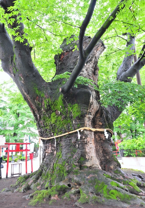 秩父今宮神社ご神木 イメージ