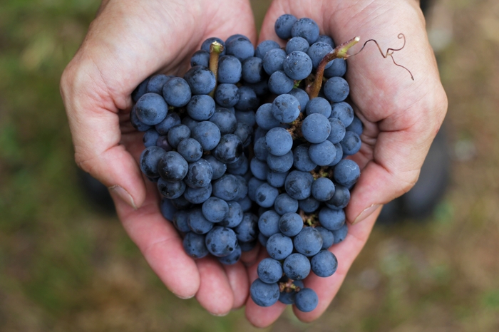 ヤマ ソービニオン