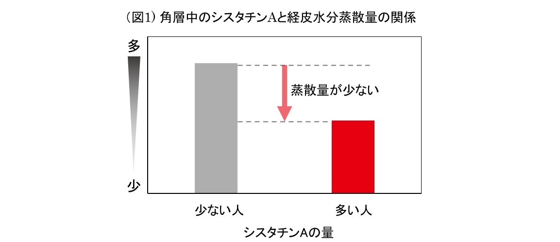 (図1)角層中のシスタチンAと経皮水分蒸散量の関係