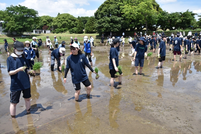 いよいよ田植えをスタート いよいよ田植えをスタート