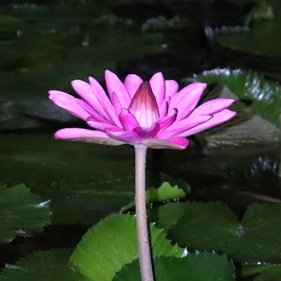 熱帯スイレン（夜咲き）