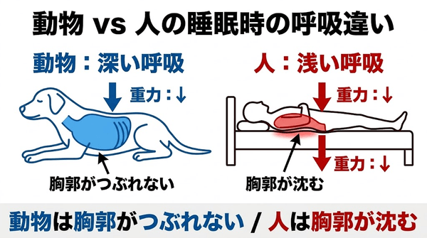 眠りづらいのは"睡眠時の呼吸ハンディ"──人だけが持つ胸郭構造の弱点を解析