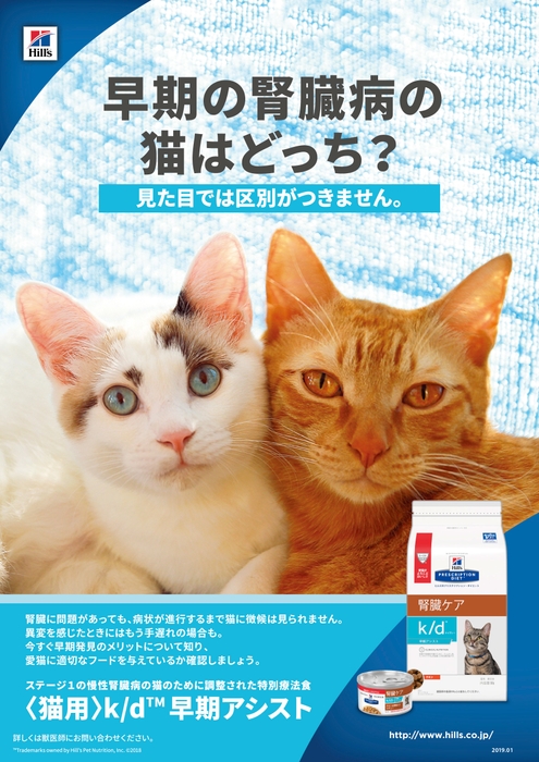 早期の腎臓病の猫はどっち?見た目では区別がつきません。