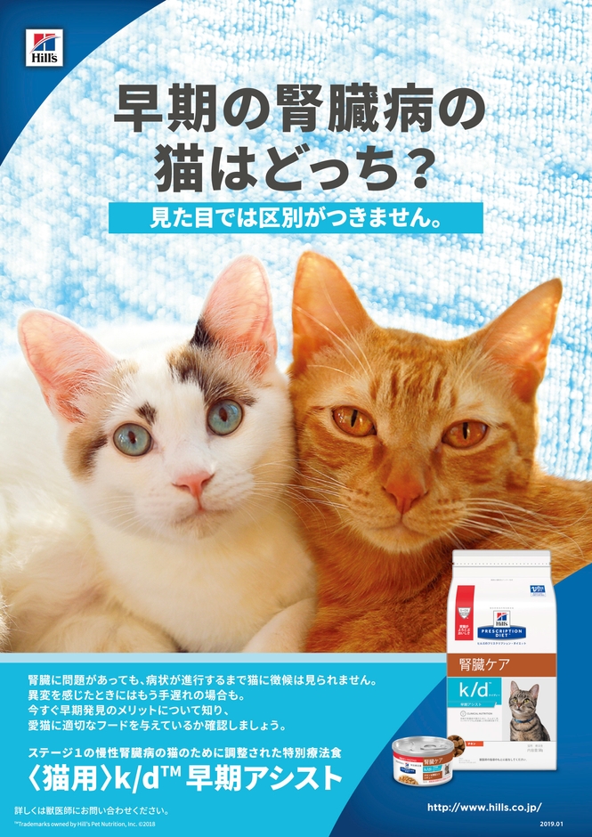 早期の腎臓病の猫はどっち?見た目では区別がつきません。