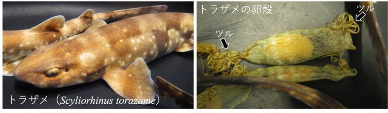 トラザメの産卵周期におけるホルモン制御の一端を解明　 ―「人魚の財布」の作り方：その最初の1ページ―