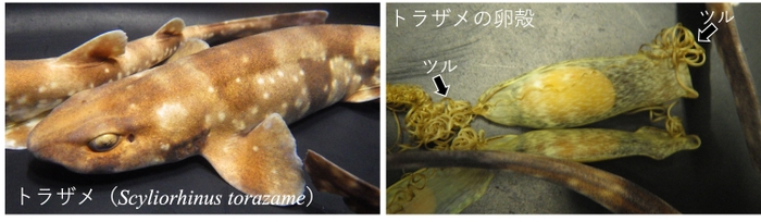 トラザメ(Scyliorhinus torazame)とその卵殻(人魚の財布)