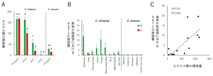 図2 トウガラシのchinense種およびannuum種における香りと遺伝子の調査　（A）果実におけるエステル類の揮発量はchinenseの辛味品種（Pungent）で多く、annuumでは少ない。chinenseのpAMTの変異系統では辛味品種と同等で、CaKR1の変異系統では少ない。（B）AAT1の遺伝子発現量はchinenseで高く、annuumでは低い。（C）AAT1の果実での遺伝子発現量はエステル類の揮発量と正の相関を示す。図中の緑は未熟果実、赤は成熟果実のデータを示す。