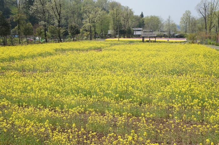 菜の花畑