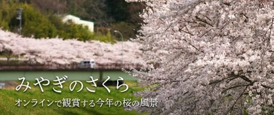 みやぎのさくら 2021 〜オンラインで観賞する今年の桜の風景〜