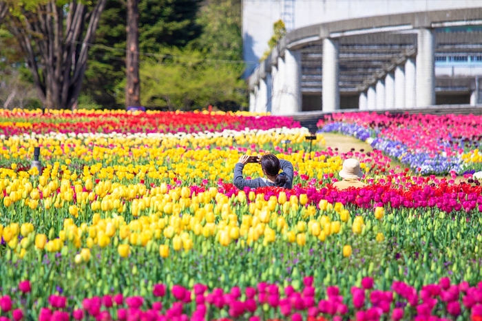 チューリップ花壇1