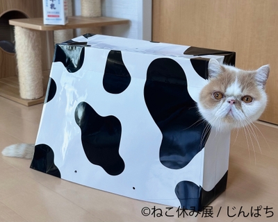 展示作品：じんぱち
