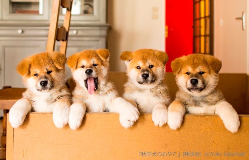 秋田犬のおやこ(翔泳社)_掲載写真6