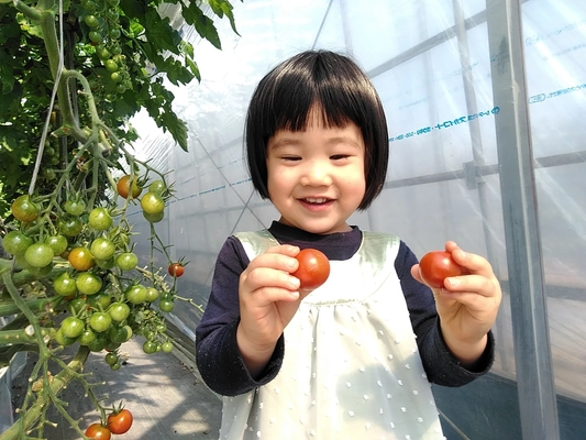 記録的な猛暑や大雨の影響で野菜の値段が高騰　 価格と量で手頃な「使い切りサイズ」ミニトマトの販売を開始