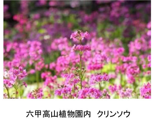 六甲高山植物園内 クリンソウ
