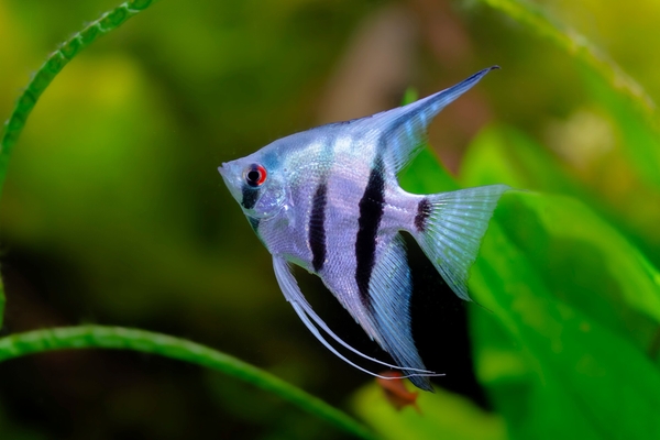 エンゼルフィッシュ