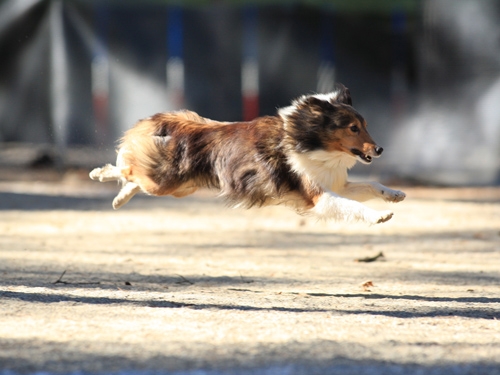 ワンちゃんのいきいきとした写真を撮影する「飛行犬撮影会」