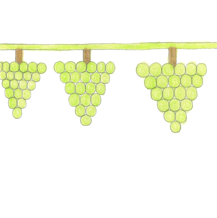 イラスト原画マスカット