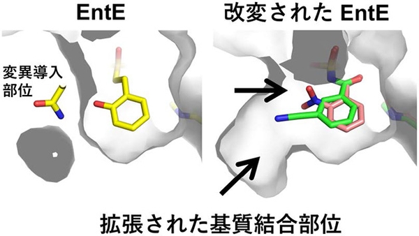 図2 改良前のアデニル化酵素(左)および改良後のアデニル化酵素(右)の基質結合部位