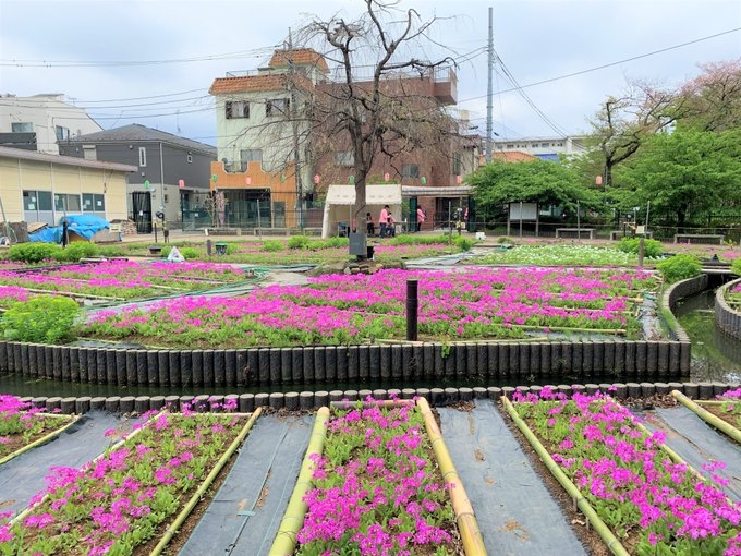 浮間ヶ原桜草圃場（過去の様子）