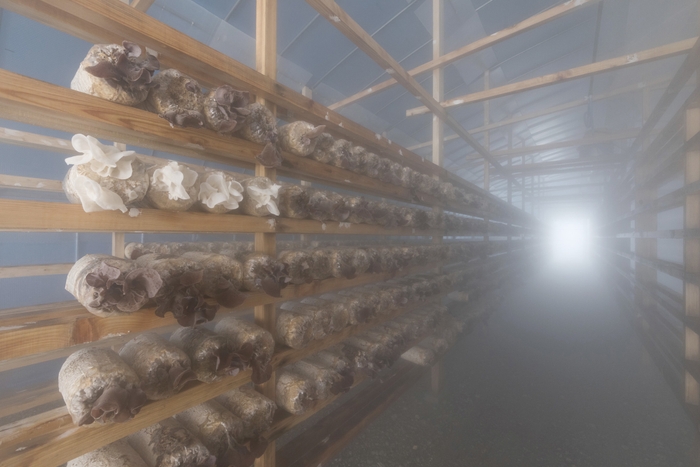 さぬきくらげの栽培風景