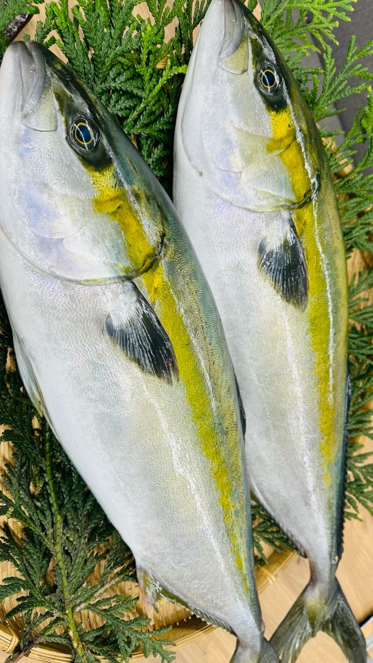 回転すし業界初! 近畿大学とニチレイフーズが開発した「アセロラブリヒラ」を6月7日(金)から「くら寿司」全店舗で販売