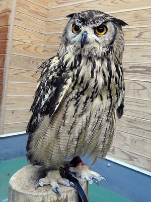 ベンガルワシミミズクのフィール