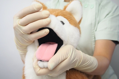 しばわんの口