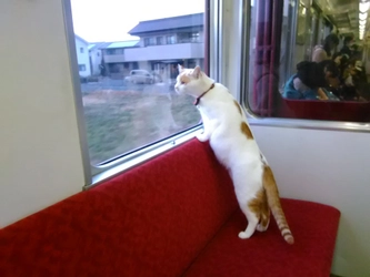 【養老鉄道】全国初！列車の中で子猫と触れ合える 「ねこカフェ列車」を運転します！