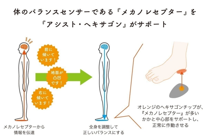 メカノレセプター