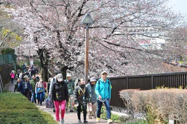 ＜事前案内＞「桜ウォーク2026（第25回）」開催