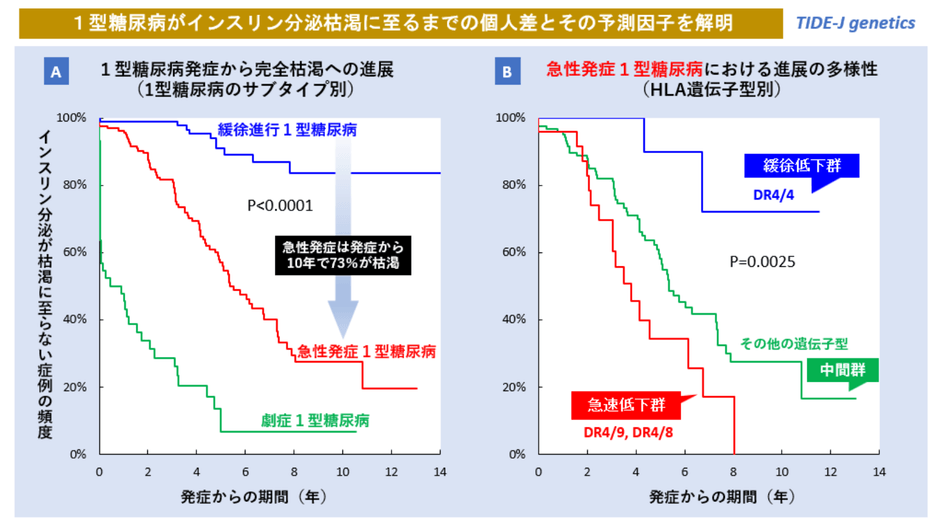 1型糖尿病のインスリン枯渇速度の比較(A:1型糖尿病のサブタイプ別、B:急性発症のHLA遺伝子型別)