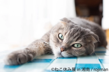 夏のねこ休み展 湘南編、かき氷屋とのコラボフォトスポットも！ 謎解きクイズなど夏休み企画ありの2週間(7/24～8/6)開催