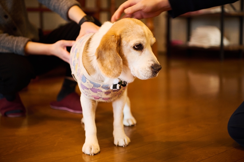 看板犬BOSSは気まぐれに現れる