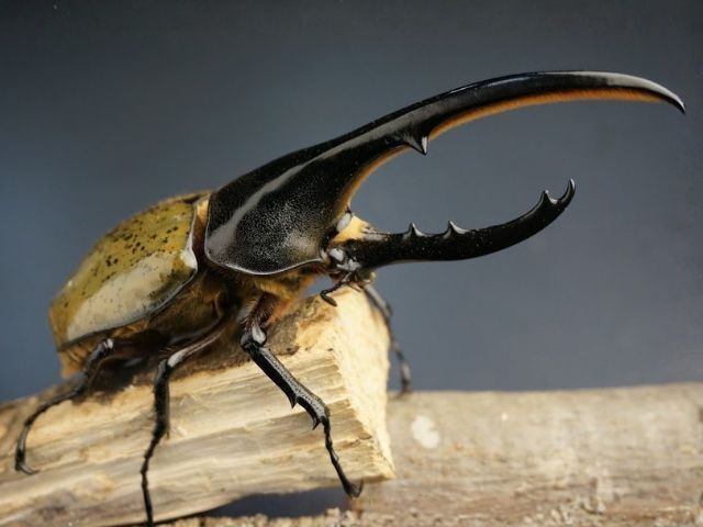 ヘラクレスオオカブト成虫