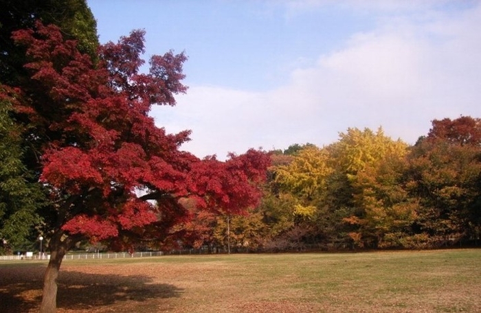 都立砧公園　ファミリーパーク