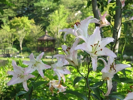 「軽井沢レイクガーデン」サマーシーズン到来！ 7月～8月はユリやスイレン等、夏の草花と バラの2番花が見ごろ