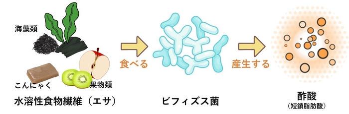 腸活のポイント！ヤセ菌とその餌となる水溶性食物繊維を摂取して腸内環境を整えよう。