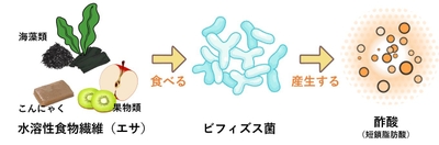 腸活のポイント!ヤセ菌とその餌となる水溶性食物繊維を摂取して腸内環境を整えよう。