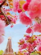 shiki_omuka撮影場所:浮間公園