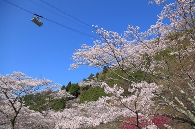 鶴見岳の四季(春)