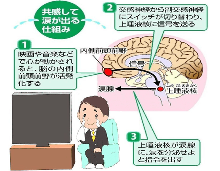 共感して涙が出る仕組み