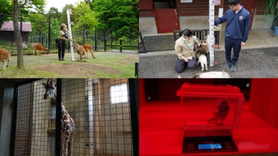 ＜イベントレポート＞盛岡市動物公園ZOOMOで、 「ZOOMO 動物たちの身体測定2024」実施　 体重約36gのヤマネから約4トンの象まで全7種の動物たちを測定