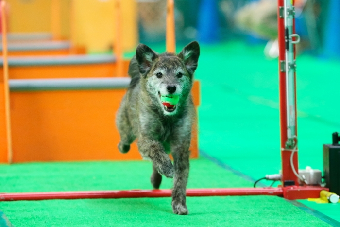 犬の大運動会は迫力満点!