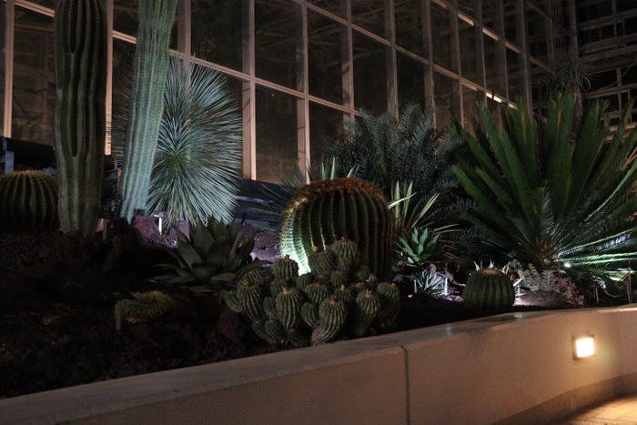 大温室 乾燥地植物室（令和４年撮影）