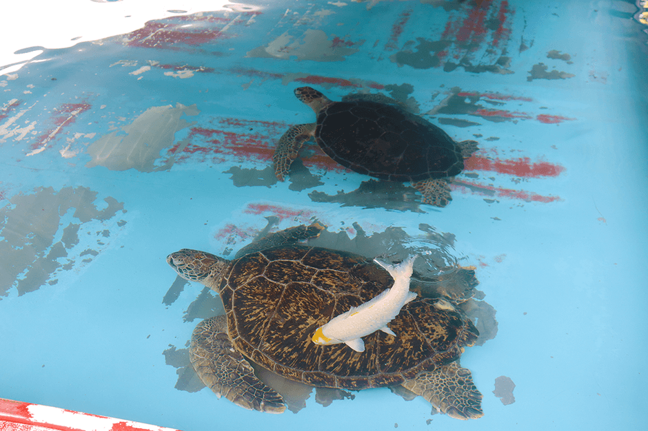 ウミガメの甲羅をつつくニシキゴイ