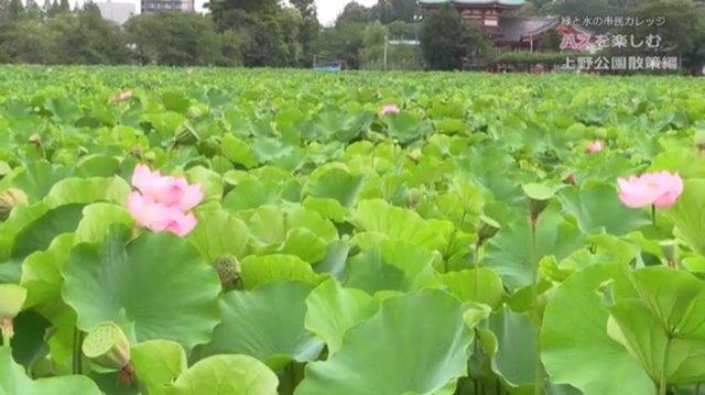 緑と水の市民カレッジオンライン講座 好評につきアンコール配信 ハスを楽しむ その不思議な魅力 上野公園散策編 Newscast