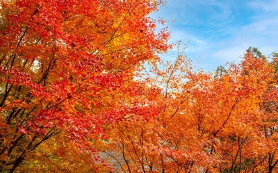 【11月30日まで】秘境の紅葉祭！熊本の五家荘紅葉祭開催中